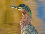 Canon 5DSR Test Shots - Green Heron