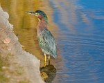 Canon 5DSR Test Shots - Green Heron