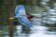 Canon 5DSR Test Shots - Green Heron