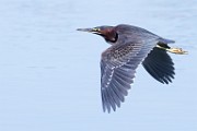 Canon 5DSR Test Shots - Green Heron