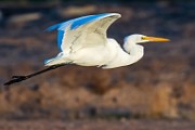 Canon 5DSR Test Shots - Great Egret