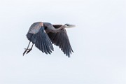 Canon 5DSR Test Shots - Great Blue Heron