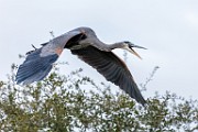 Canon 5DSR Test Shots - Great Blue Heron