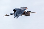 Canon 5DSR Test Shots - Great Blue Heron