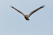 Canon 5DSR Test Shots - Northern Harrier