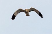 Canon 5DSR Test Shots - Northern Harrier