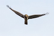 Canon 5DSR Test Shots - Northern Harrier