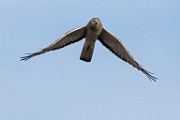 Canon 5DSR Test Shots - Northern Harrier