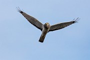 Canon 5DSR Test Shots - Northern Harrier