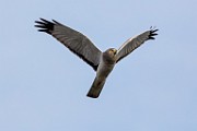 Canon 5DSR Test Shots - Northern Harrier