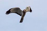 Canon 5DSR Test Shots - Northern Harrier