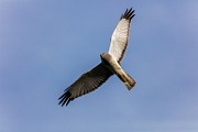 Canon 5DSR Test Shots - Northern Harrier