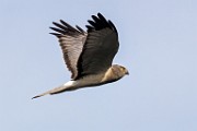 Canon 5DSR Test Shots - Northern Harrier