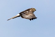 Canon 5DSR Test Shots - Northern Harrier