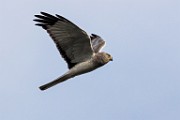 Canon 5DSR Test Shots - Northern Harrier