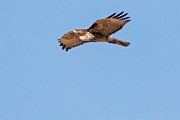 Canon 5DSR Test Shots - Red-tailed Hawk