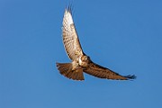 Canon 5DSR Test Shots - Red-tailed Hawk