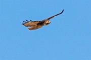 Canon 5DSR Test Shots - Red-tailed Hawk