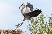 Colorad Birds  Great Blue Heron : Great Ble Heron