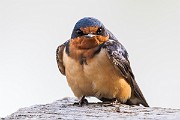 Colorad Birds  Barn Swallow