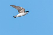 Colorad Birds  Tree Swallow : Swallow