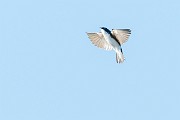 Colorad Birds  Tree Swallow : Swallow