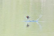 Colorad Birds  Barn Swallow : Swallow