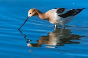 Colorad Birds  American Avocet