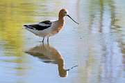 Colorad Birds  American Avocet