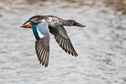 Colorado Birds - Northern Shoveler  Colorado birds