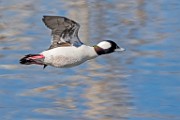 Colorado Birds - Bufflehead  Colorado birds