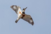 Colorado Birds - Belted Kingfisher  Colorado birds