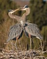 Colorado Birds - Great Blue Heron  Colorado birds