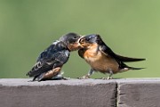 Barn Swallow  Barn Swallow : Barn Swallow