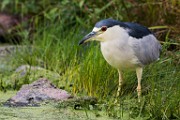 Black-crowned Night-Heron  Black-crowned Night-Heron : Black-crowned Night-Heron