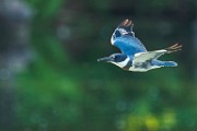 Belted Kingfisher  Belted Kingfisher : Belted Kingfisher