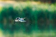 Belted Kingfisher  Belted Kingfisher : Belted Kingfisher