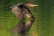 Double-crested Cormorant  Double-crested Cormorant : Double-crested Cormorant