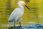 Snowy Egret  Snowy Egret : Snowy Egret