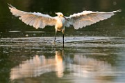 Snowy Egret  Snowy Egret : Snowy Egret