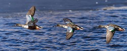 Colorado Migratory Birds - Northern Shoveler, Feb 2023