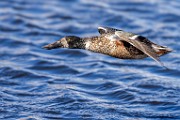 Nothern Shoveler  Nothern Shoveler : Nothern Shoveler