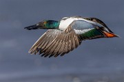 Nothern Shoveler  Nothern Shoveler : Nothern Shoveler