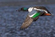 Nothern Shoveler  Nothern Shoveler : Nothern Shoveler