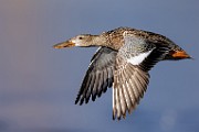 Nothern Shoveler  Nothern Shoveler : Nothern Shoveler