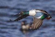 Nothern Shoveler  Nothern Shoveler : Nothern Shoveler