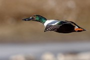Nothern Shoveler  Nothern Shoveler : Nothern Shoveler