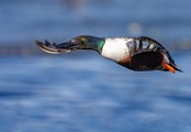 Nothern Shoveler  Nothern Shoveler : Nothern Shoveler
