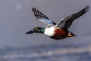 Nothern Shoveler  Nothern Shoveler : Nothern Shoveler