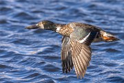 Nothern Shoveler  Nothern Shoveler : Nothern Shoveler
